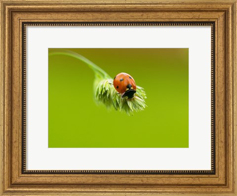 Framed Close-up of a ladybug on a flower Print