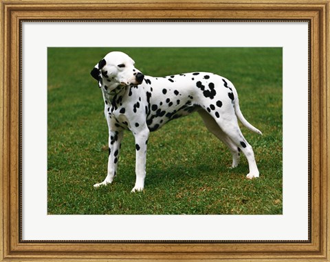 Framed Dalmatian In Field Print