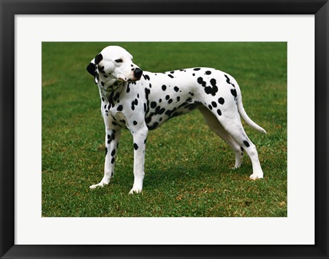 Framed Dalmatian In Field Print