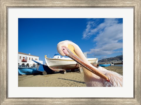 Framed Pelican and Fishing Boats on Beach, Mykonos, Cyclades Islands, Greece Print