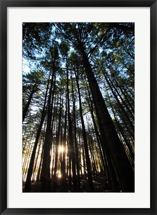 Framed Low angle view of trees in a forest at sunrise Print