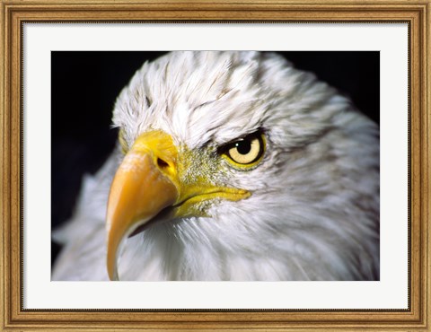 Framed Close-up of a Bald eagle (Haliaeetus leucocephalus) Print