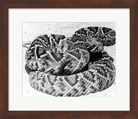 Framed Close-up of a Western Diamondback Rattlesnake (Crotalus atrox) Print