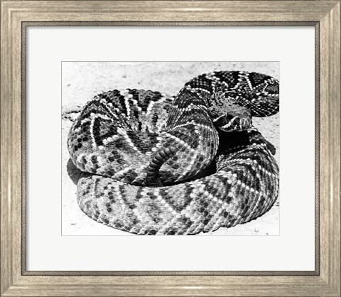 Framed Close-up of a Western Diamondback Rattlesnake (Crotalus atrox) Print