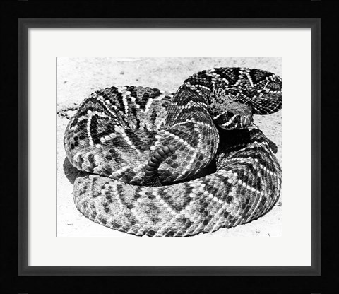 Framed Close-up of a Western Diamondback Rattlesnake (Crotalus atrox) Print