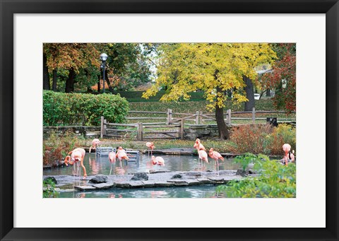 Framed Large group of flamingos wading in water Print