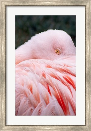 Framed Flamingo Light Pink Print