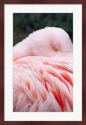 Framed Flamingo Light Pink Print