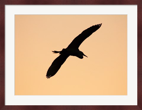 Framed Great White Egret in Flight at Twilight, Venice Rookery, Venice, Florida, USA Print