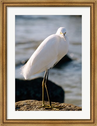Framed Snowy Egret Standing on Rock by the Water Print