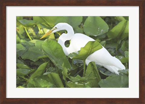 Framed High Angle View of a Great Egret Print
