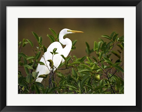 Framed Close-up of a Great Egret Perching on a Branch Print