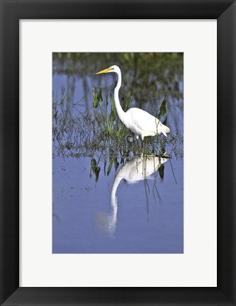 Framed Reflection of a Great Egret in Water Print