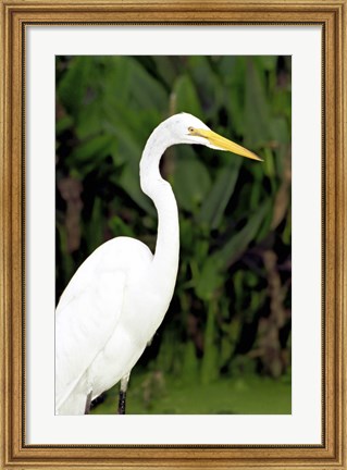 Framed Close-up of a Great Egret Print
