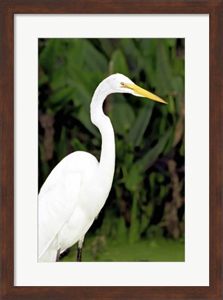 Framed Close-up of a Great Egret Print