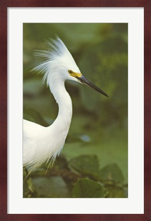 Framed Close-up of a Snowy Egret Print