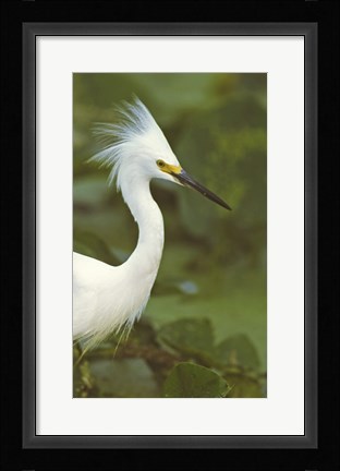 Framed Close-up of a Snowy Egret Print