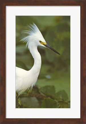 Framed Close-up of a Snowy Egret Print