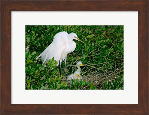 Framed Great Egrets Print