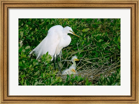 Framed Great Egrets Print