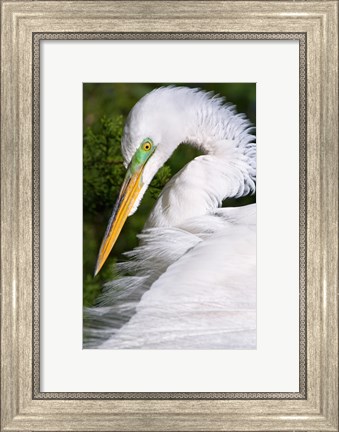 Framed Great Egret - up close Print