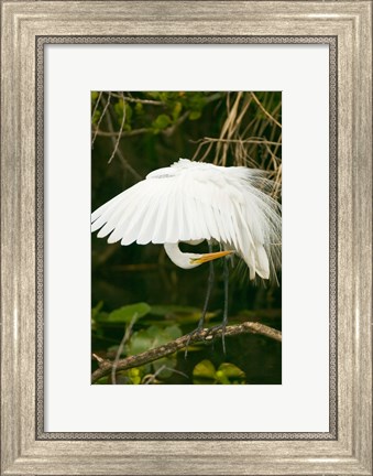 Framed Close-up of a Great White Egret Print