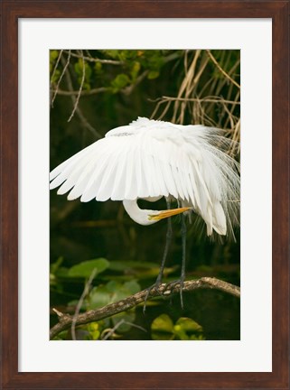 Framed Close-up of a Great White Egret Print