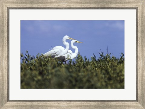 Framed Great Egret - two walking Print