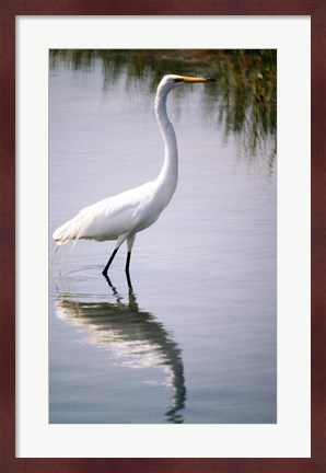 Framed Egret In River Print