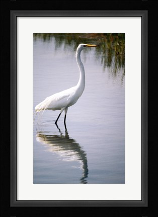 Framed Egret In River Print
