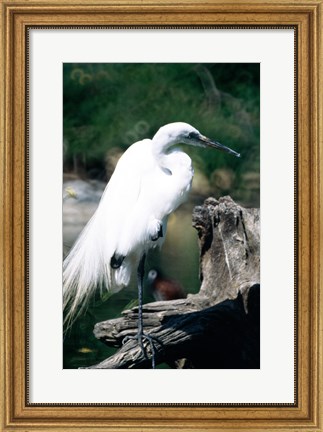 Framed Egret Print