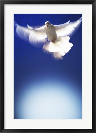 Framed White Dove in flight - blue Print