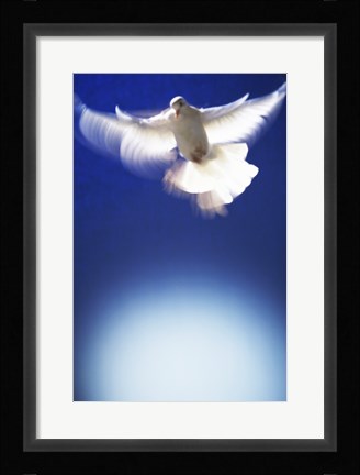 Framed White Dove in flight - blue Print