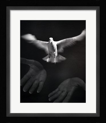 Framed Close-up of a person releasing a White Dove Print