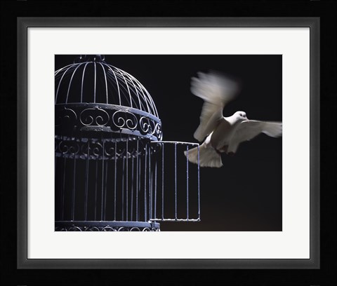Framed White Dove escaping from a birdcage Print