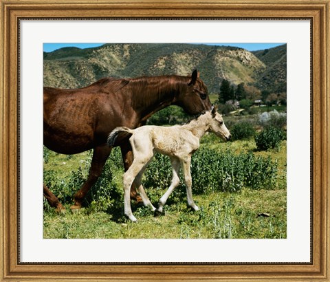 Framed Palomino Mare and a Colt Print