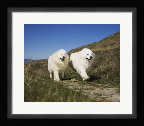 Framed Samoyeds Print