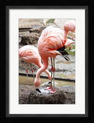 Framed Flamingo in Stassbourg Print
