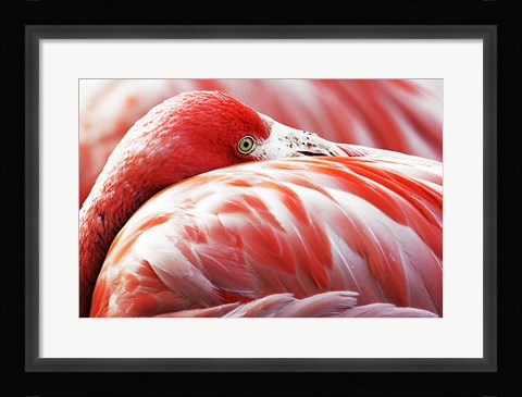 Framed Flamingo Resting Print