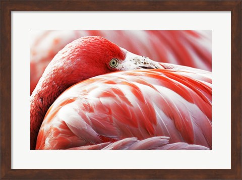 Framed Flamingo Resting Print