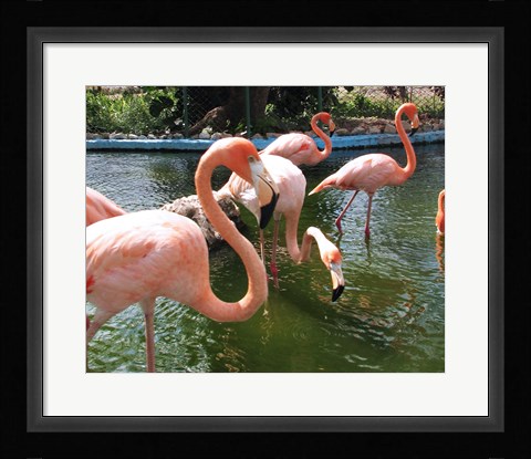 Framed Flamingos in a Zoo Print