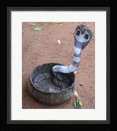 Framed Indian Cobra Print