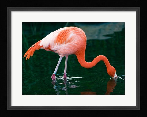 Framed Pink Flamingo In River Print