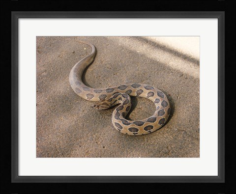 Framed Russels Viper Print