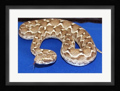 Framed Saw Scaled Viper Print