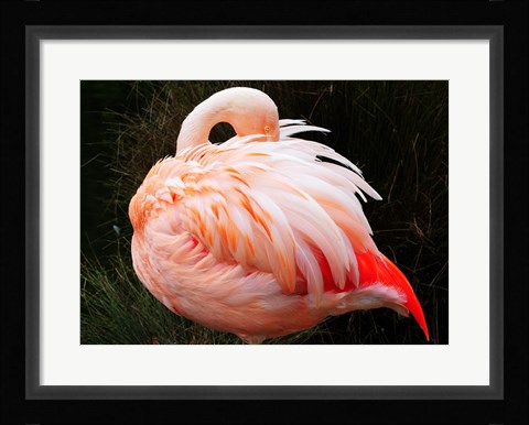 Framed Sleeping Flamingo Print