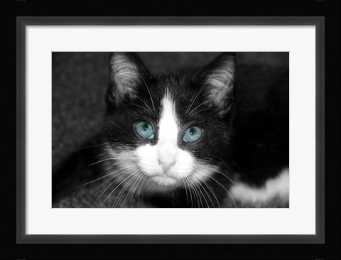 Framed Curiosity Teased the Cat Print