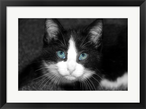 Framed Curiosity Teased the Cat Print