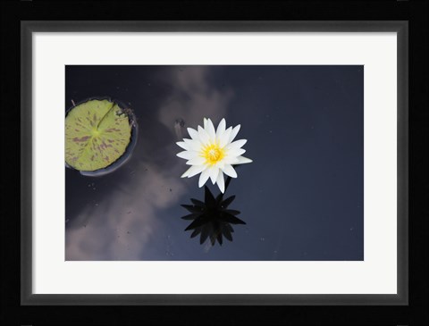 Framed Lotus Yin-Yang Print