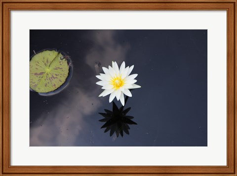 Framed Lotus Yin-Yang Print